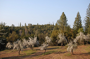 Apple Orchard